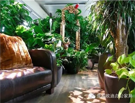 為什么辦公室里一定要養(yǎng)植物？-壹品歐迪辦公家具